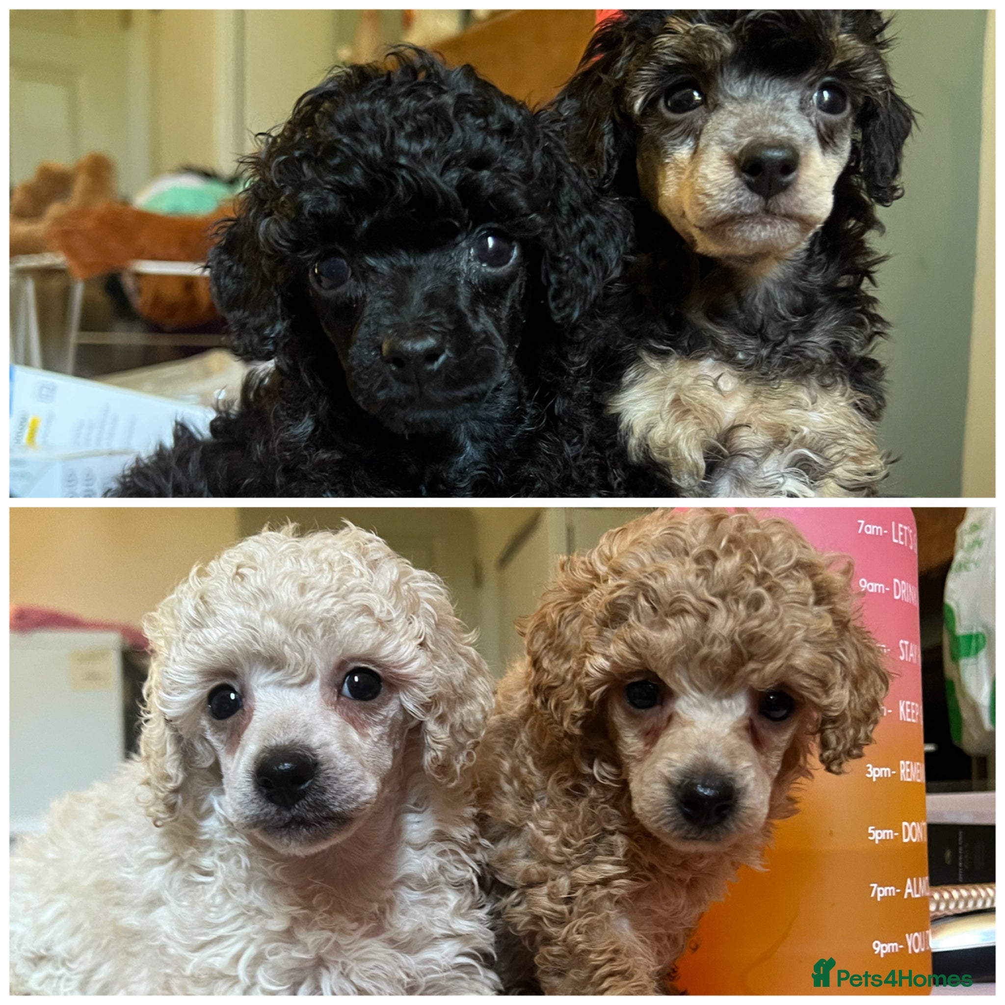 Toy Poodle dogs KC reg Toy Poodles -phantom, cream, apricot, black - Advert 4