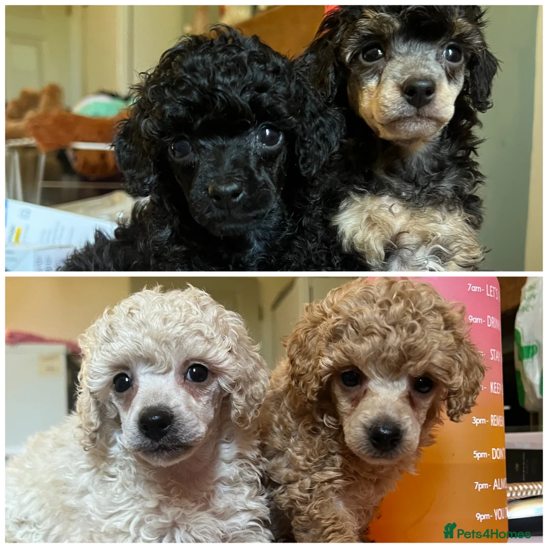 Toy Poodle dogs for sale: KC reg Toy Poodles -phantom, cream, apricot, black in Trimdon Station - Advert 1