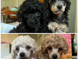 Toy Poodle dogs KC reg Toy Poodles -phantom, cream, apricot, black - Advert 6