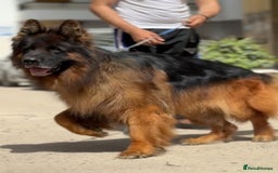 German Shepherd dogs for sale: Stunning German Shepherd Puppies  - Image 6
