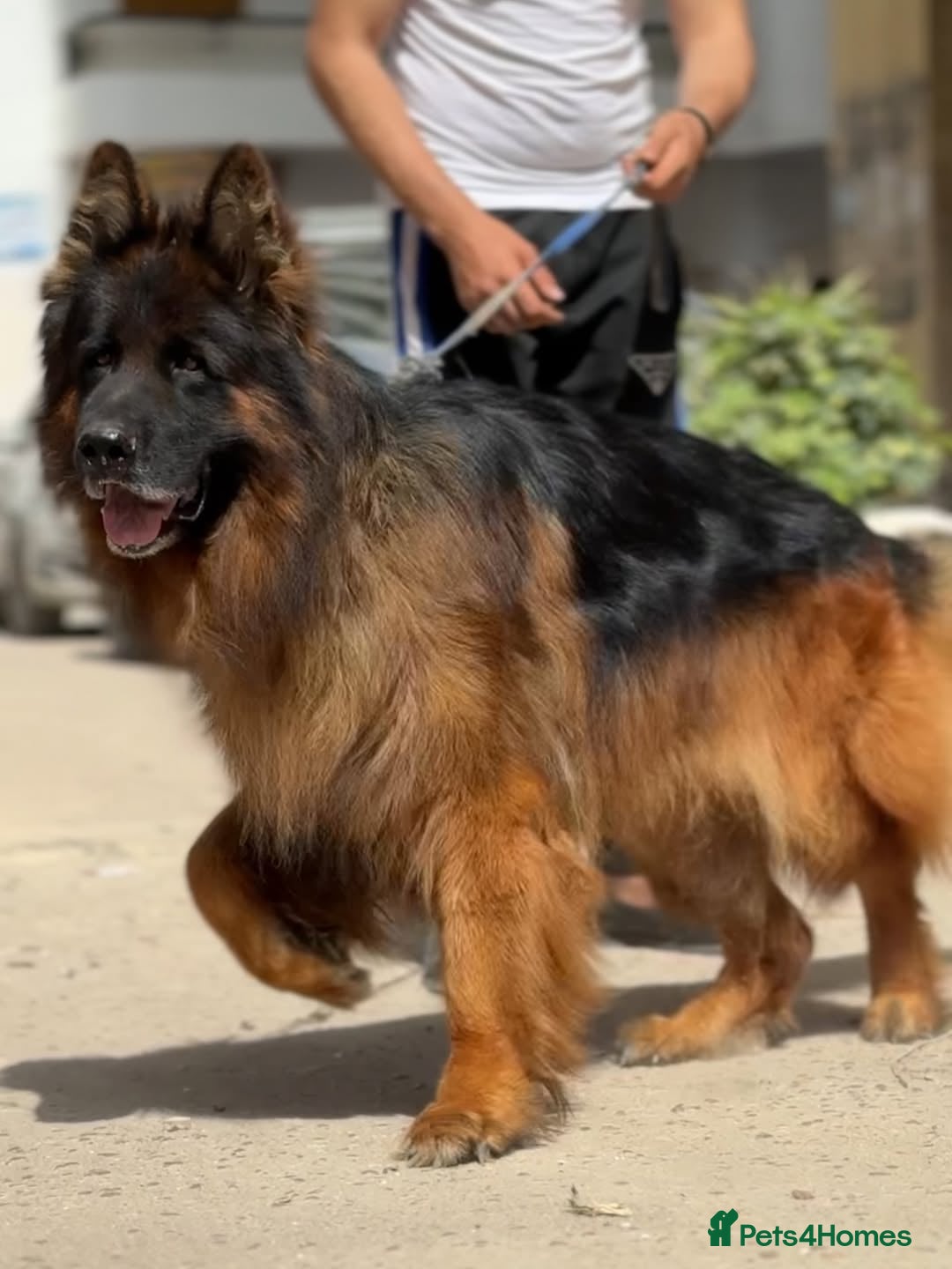 German Shepherd dogs for sale: Stunning German Shepherd Puppies  - Image 6