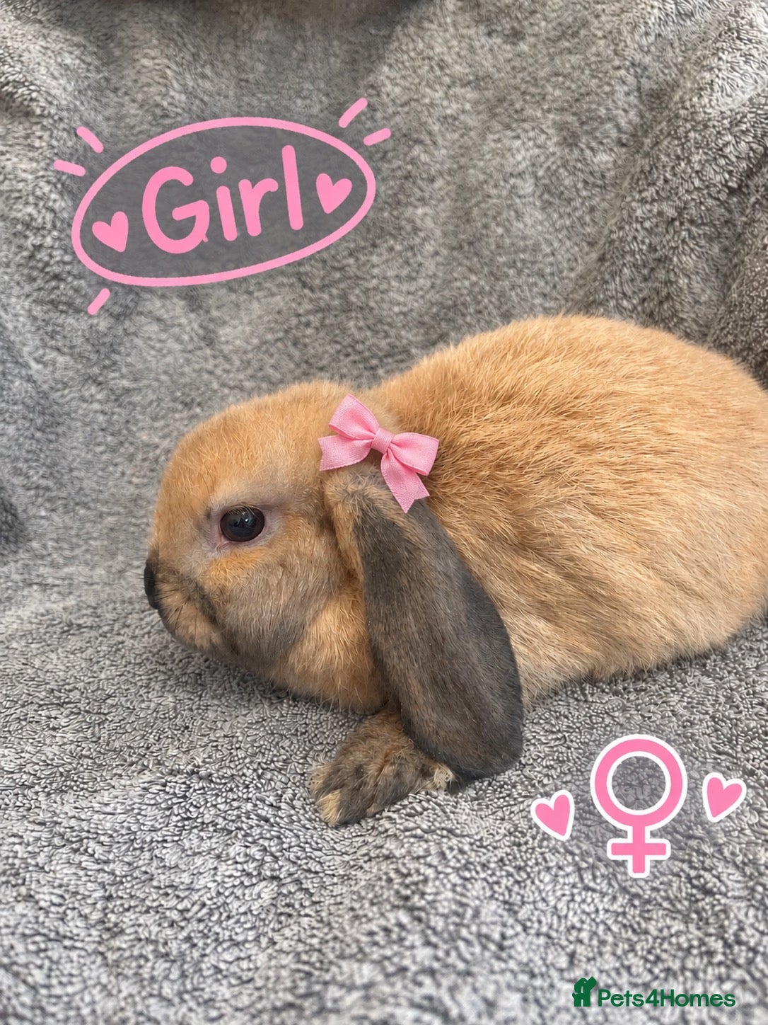 Mini Lop rabbits Beautiful Sooty Fawn Mini Lop Girl Ready Now! - Advert 10