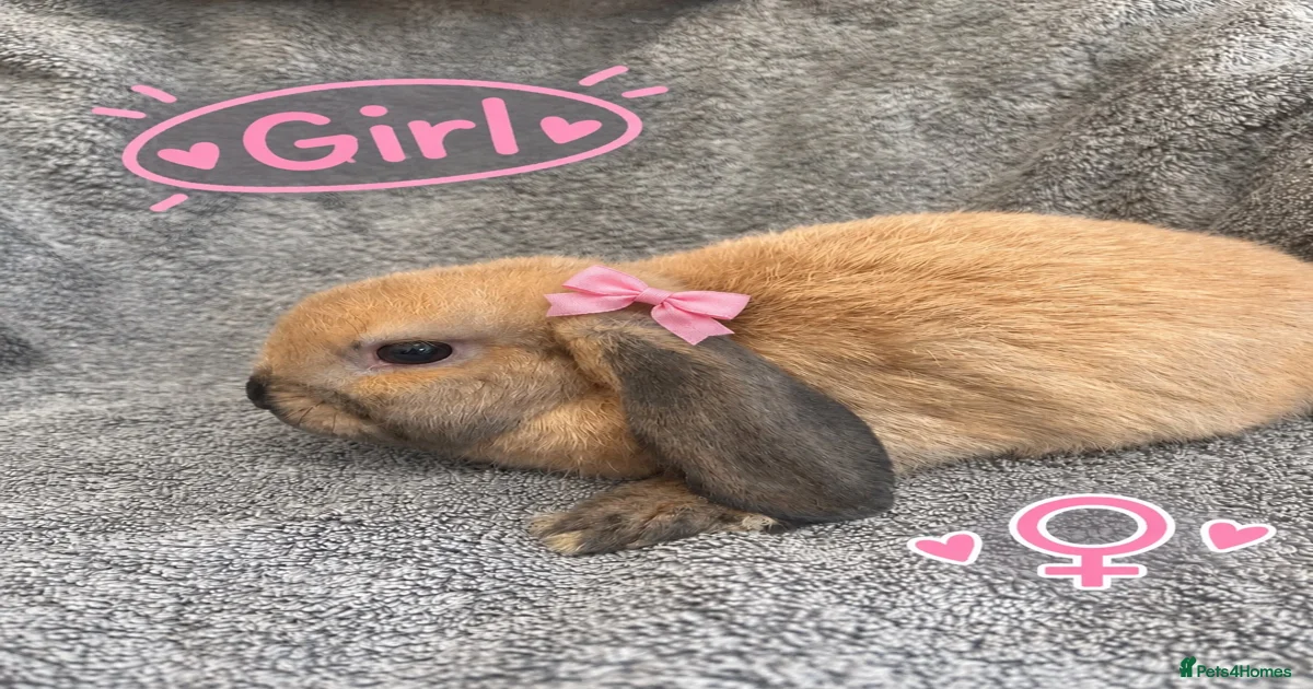 Mini Lop Rabbits for Sale for sale in Devon | Pets4Homes