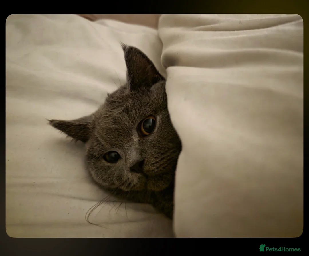 British Shorthair cats for sale: Blue British Shorthair Cat in Bolton - Advert 2