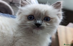 Ragdoll cats for sale: Gorgeous Ragdoll kittens  - Image 19