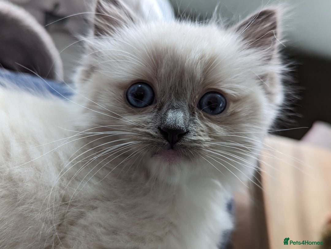 Ragdoll cats for sale: Gorgeous Ragdoll kittens  - Image 19