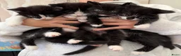 Mixed Breed cats for sale: Beautiful black & white kittens for sale  - Advert 1