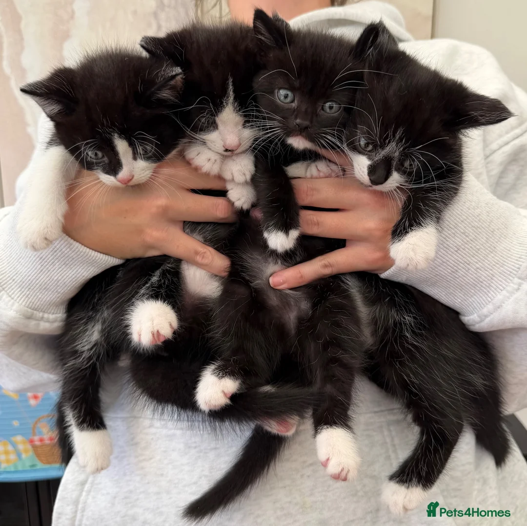 Mixed Breed cats for sale: Beautiful black & white kittens for sale  - Advert 1