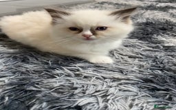 Ragdoll cats for sale: Fully Traceable Traditional Ragdoll Kittens - Advert 19