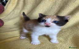 Maine Coon cats for sale: Maine coon x - Image 6