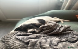 Cockapoo dogs for sale: UNIQUE SABLE BOY READY TO GO ✨ - Image 35