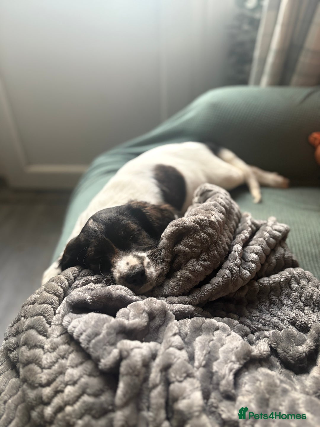 Cockapoo dogs for sale: UNIQUE SABLE BOY READY TO GO ✨ - Image 35