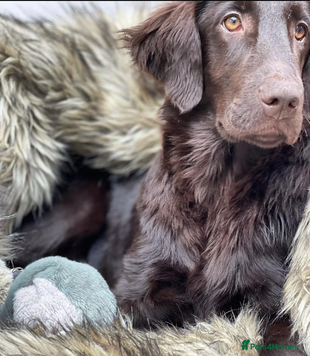 Flat coated Retriever dogs for sale: Beautiful Flat Coated Retriever Puppies  - Advert 2
