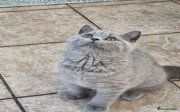 British Shorthair cats for sale: British Shorthair kittens.  - Image 6