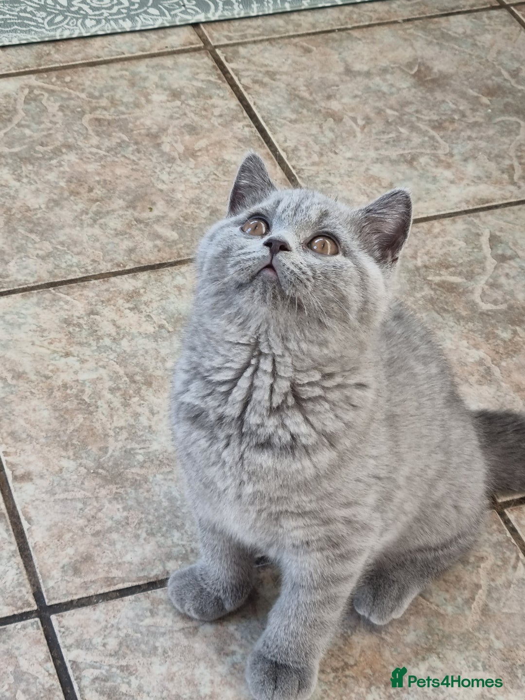 British Shorthair cats for sale: British Shorthair kittens.  - Image 6