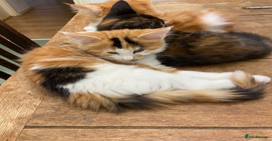 Mixed Breed cats - Advert 16