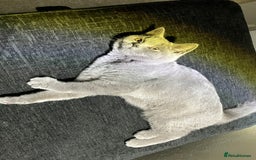 British Shorthair cats for sale: Male British Shorthair kitten 6 month old  - Image 5