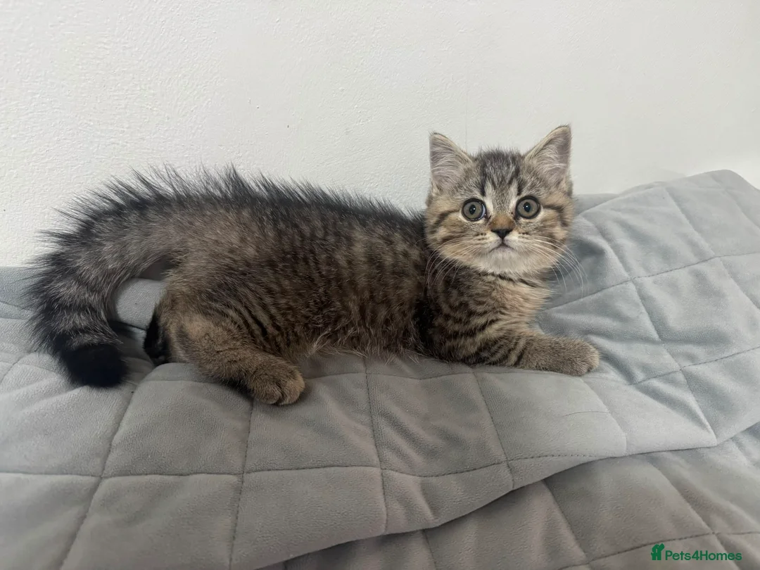 Scottish Fold cats for sale: Persian/Scottish fold  - Advert 2