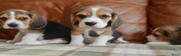 Beagle dogs for sale: Quality Health Tested Beagle Puppies - Advert 3