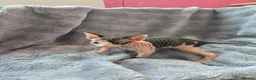 Sphynx cats for sale: Amazing DBE Sphynx kitten GCCF & TICA   - Advert 24