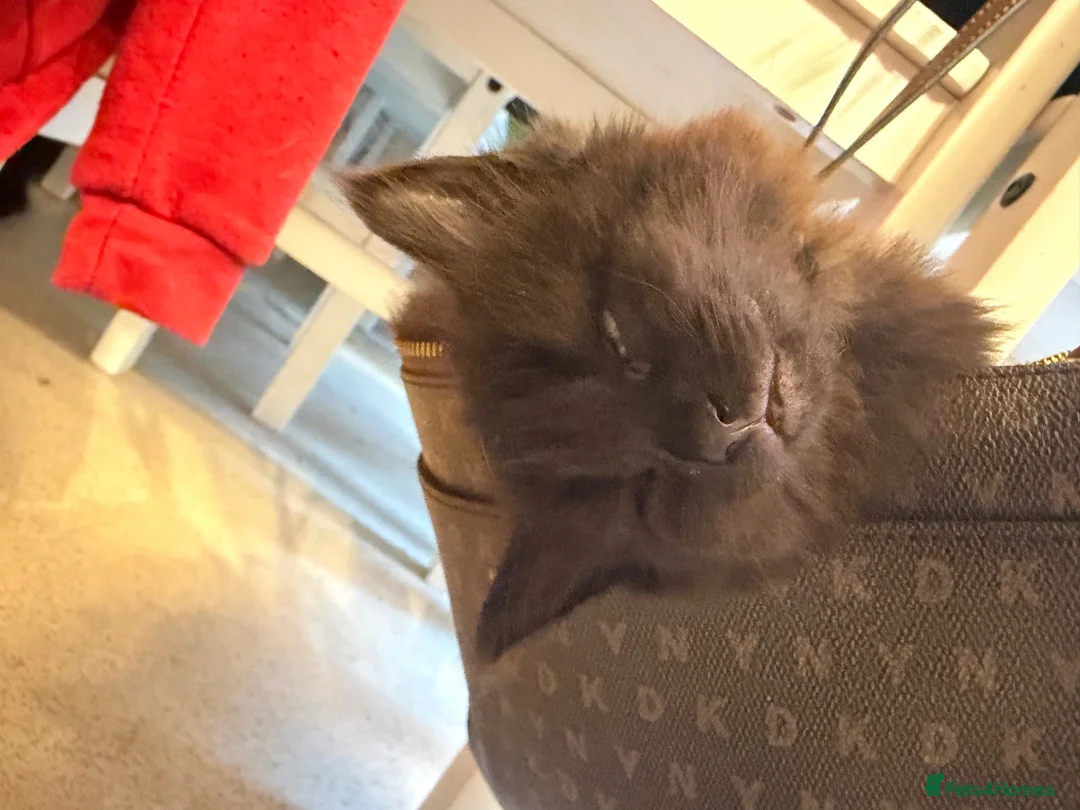 Mixed Breed cats for sale: 4 female kittens - Advert 8