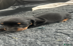 Miniature Dachshund dogs for sale: Stunning rare Miniature Dachshunds - Image 7