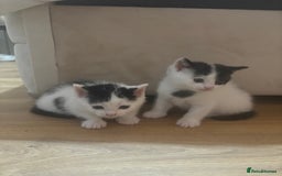 Mixed Breed cats for sale: 2 gorgeous Dalmatian kittens  - Image 2