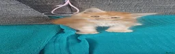 Maine Coon cats for sale: POLYDACTYL MAINE COONS!!! - Advert 6