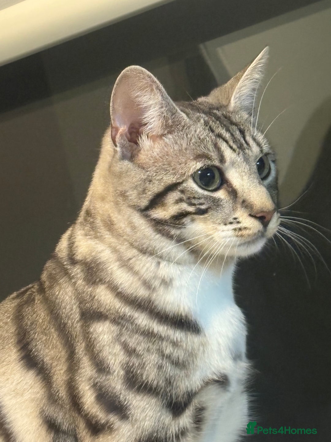 Bengal cats for sale: Bengal cross cat - Image 5