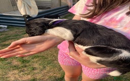 English Springer Spaniel dogs for sale: English Springer Spaniel Puppies - Image 24
