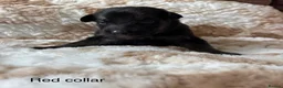 German Shepherd dogs for sale: Beautiful German Shepherd Cross Puppies - Advert 3