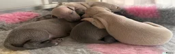 Italian Greyhound dogs for sale: Only one left. KC registered Italian Greyhounds - Advert 5