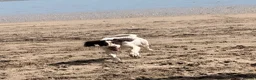 English Springer Spaniel dogs for sale: 4 year old spaniel needs loving home in Saint Austell - Advert 2