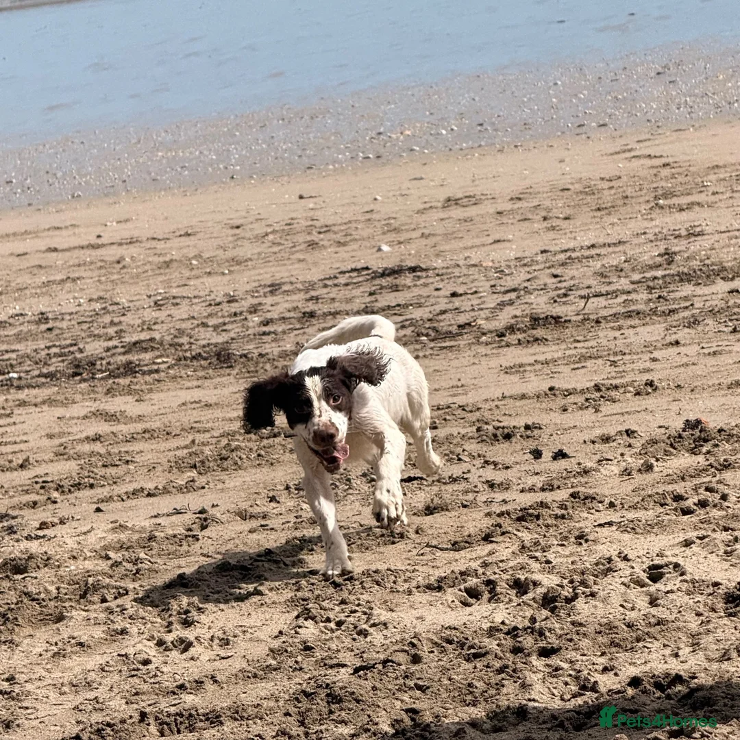 English Springer Spaniel dogs for sale: 4 year old spaniel needs loving home in Saint Austell - Advert 2