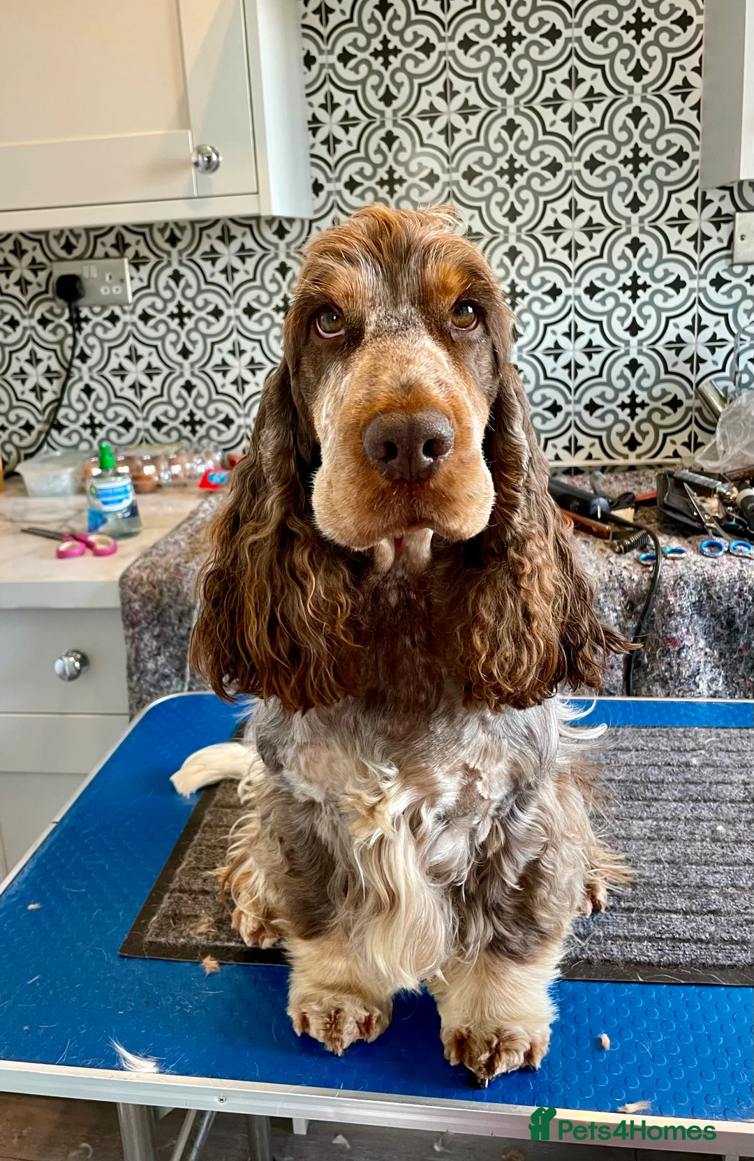 Cocker Spaniel dogs for stud: KC REG SHOW COCKER SPANIEL STUD in Gosport - Advert 1