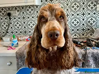 Cocker Spaniel dogs KC REG SHOW COCKER SPANIEL STUD in Gosport - Advert 4