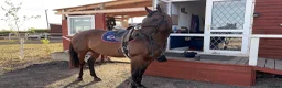 Irish Thoroughbred horses for sale: Super talented yet safe and level headed! in Newark - Advert 4