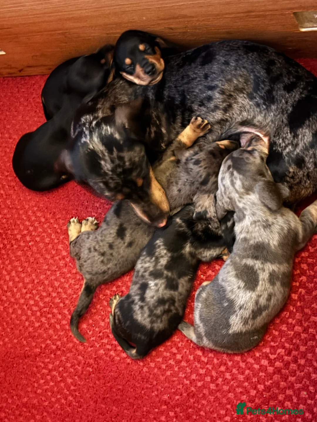 Miniature Dachshund dogs for sale: Minature smooth haired dachshunds  - Advert 2