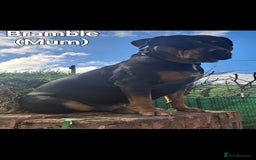 Mixed Breed dogs for sale: A stunning litter of gsd x rottie x mastiff pups  - Image 6