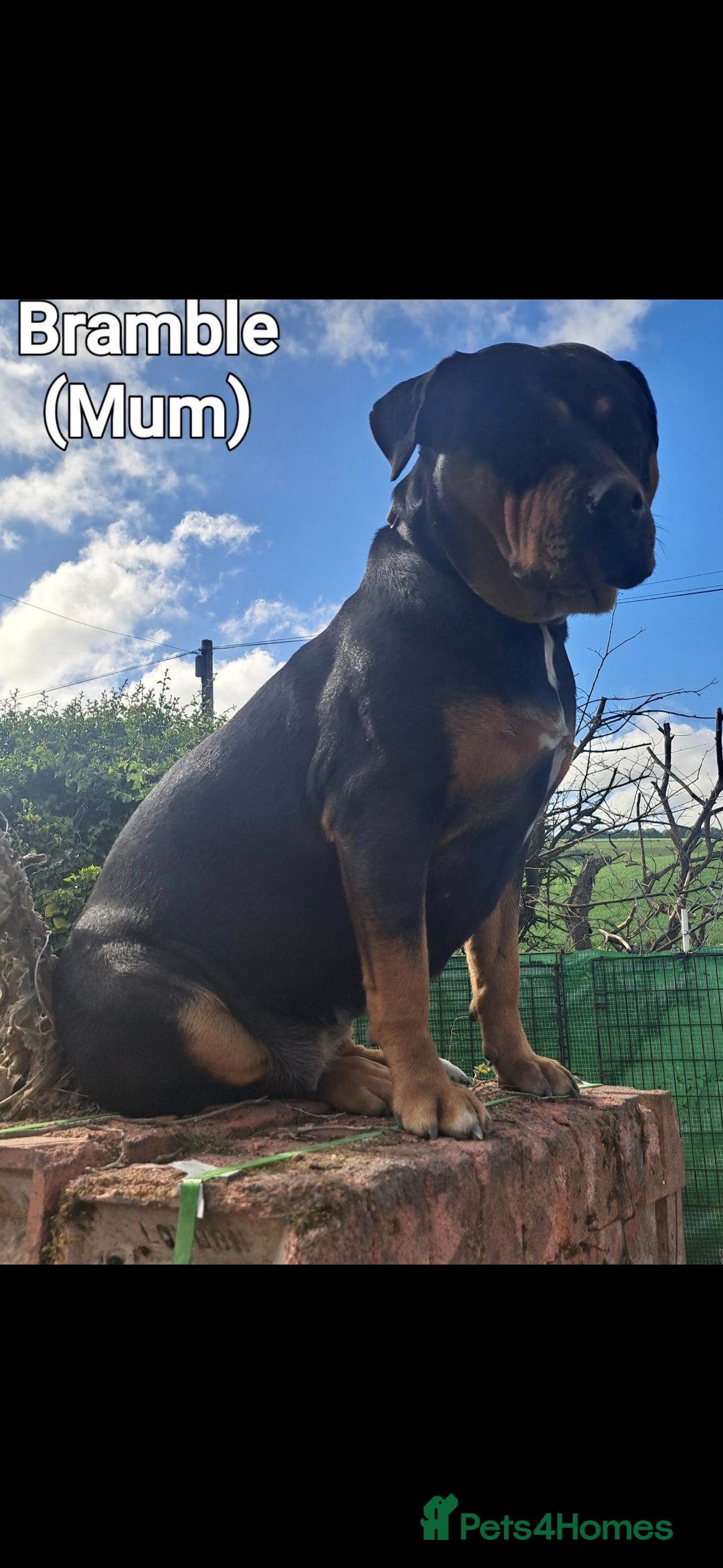Mixed Breed dogs for sale: A stunning litter of gsd x rottie x mastiff pups  - Image 6