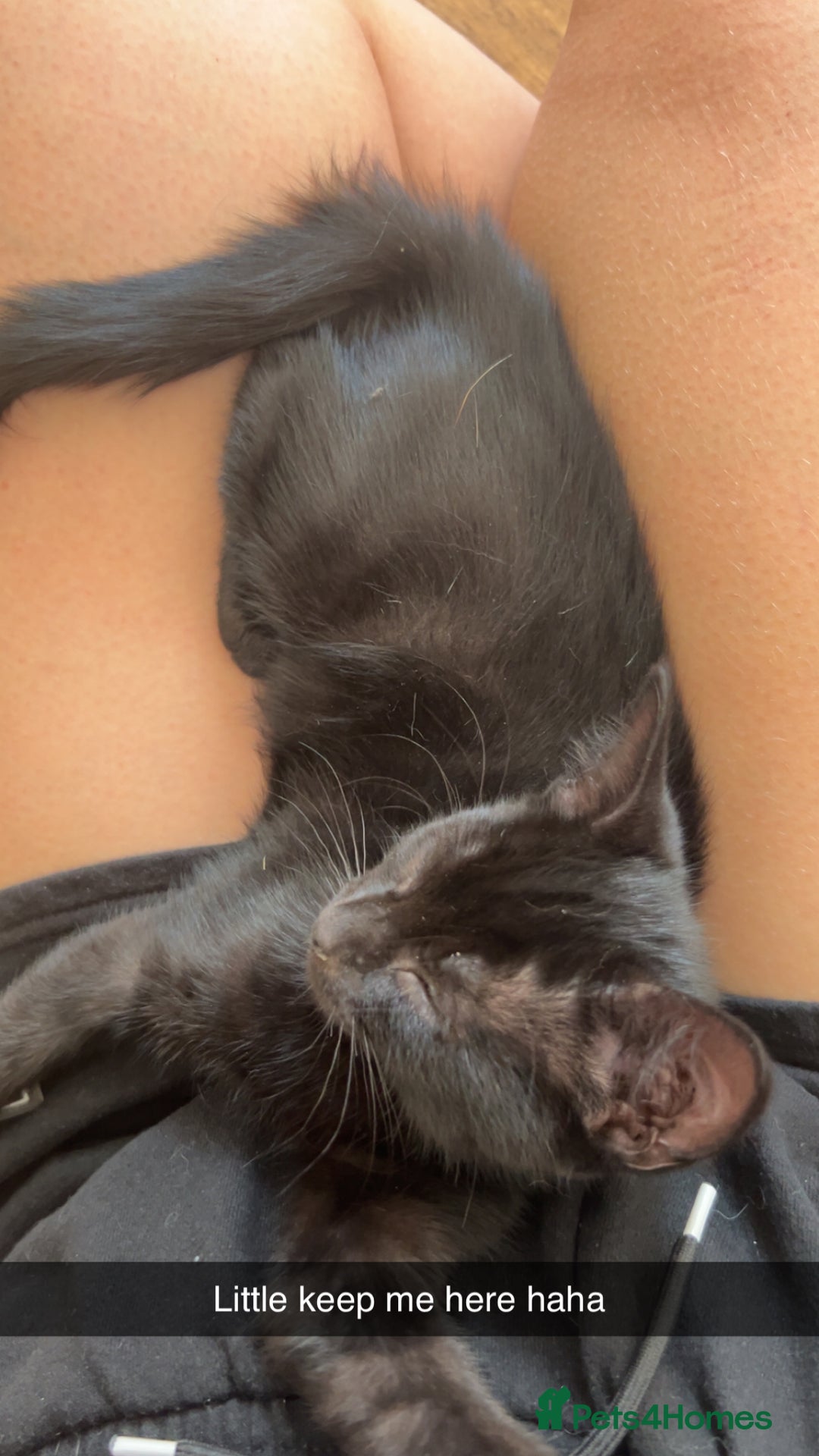 Mixed Breed cats for sale: 3 mixed breed kittens - Image 7