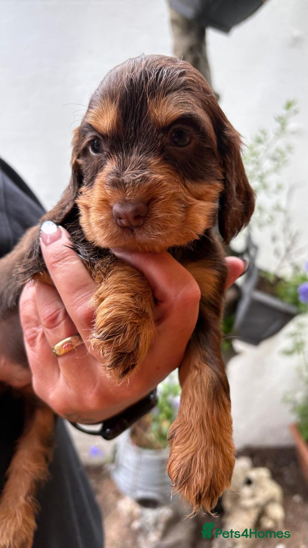 Cocker Spaniel dogs for sale: Show cocker spaniels  - Image 15