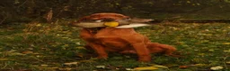 Hungarian Vizsla dogs for sale: Hungarian wirehaired vizsla pups for sale - Advert 7
