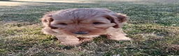 Cockapoo dogs for sale: Only one blue merle girl left, F2B Cockapoo  - Advert 35
