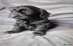 Cockapoo dogs for sale: F1b Cockapoo - ready this weekend - Image 33