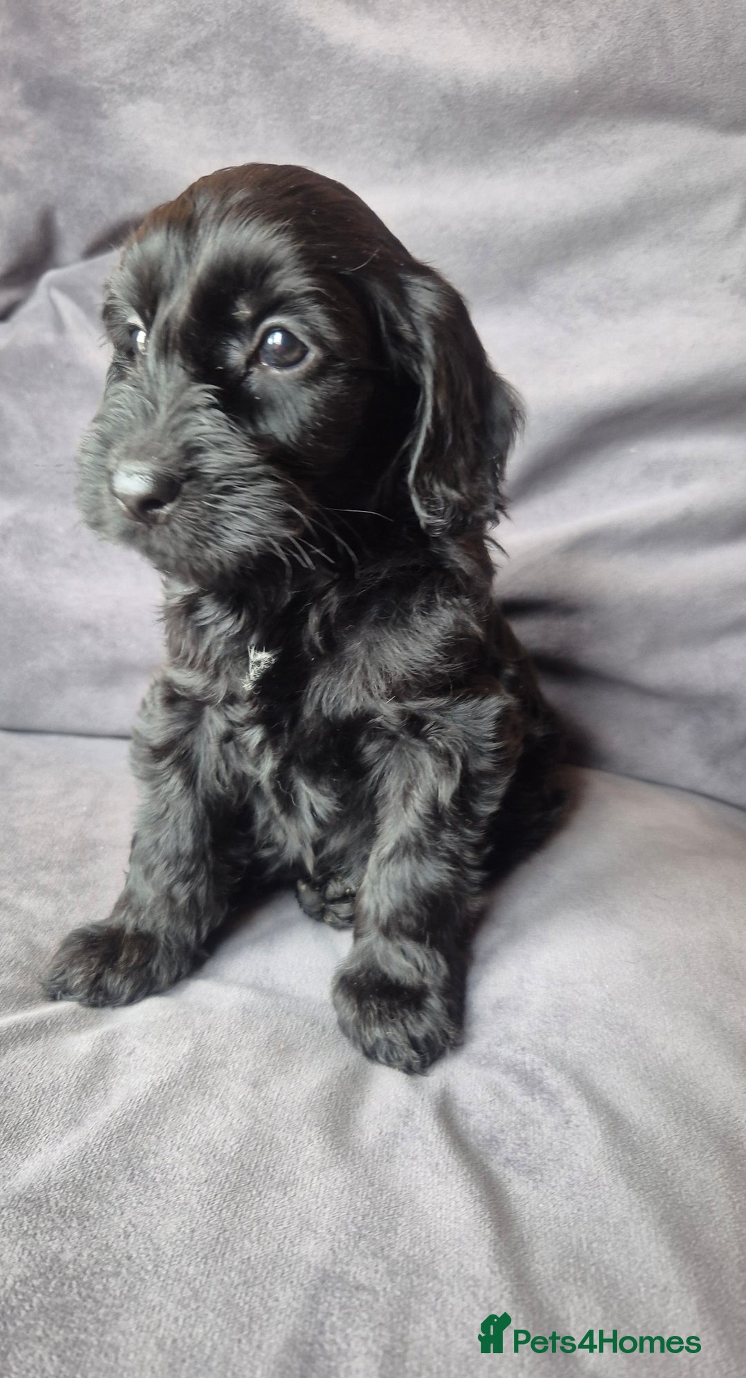 Cockapoo dogs for sale: F1b Cockapoo - ready this weekend - Image 33