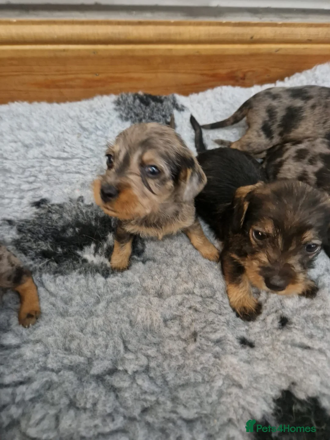 Dachshund dogs for sale: SOLD!Wirehaired daschund chocolate dappled  - Advert 4