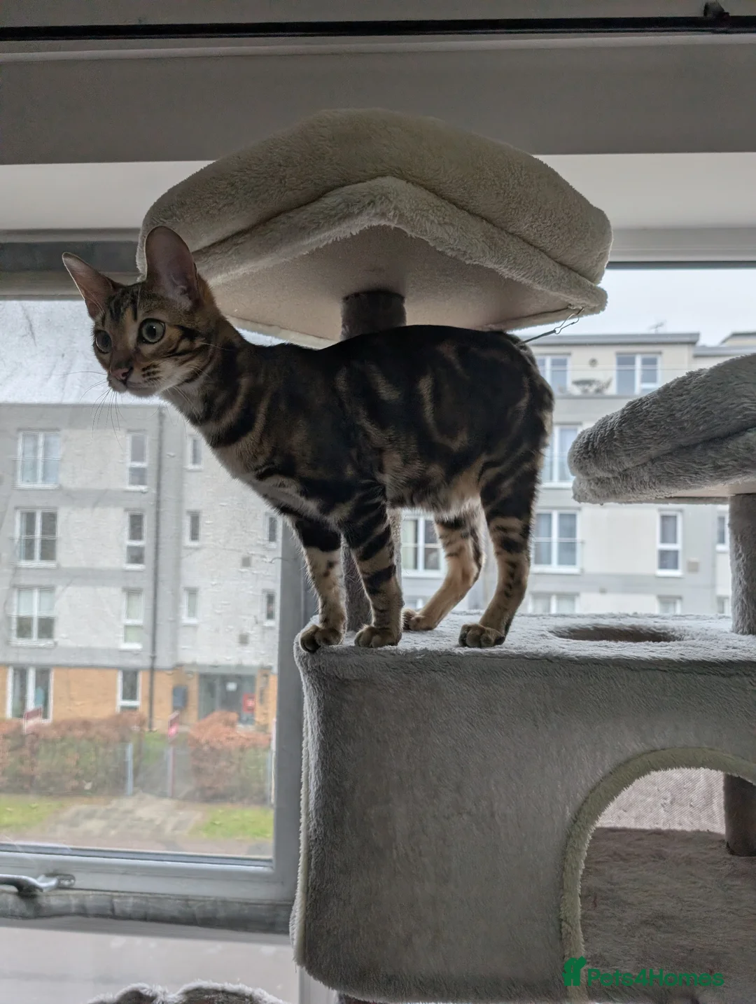 Bengal cats for sale: Bengal Boy looking for a new home in Crawley - Advert 2