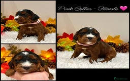 Cockapoo dogs for sale: 🌟Rare Red Sable F1B Mini Cockapoo’s🌟 DNA CLEAR ✅ - Image 2