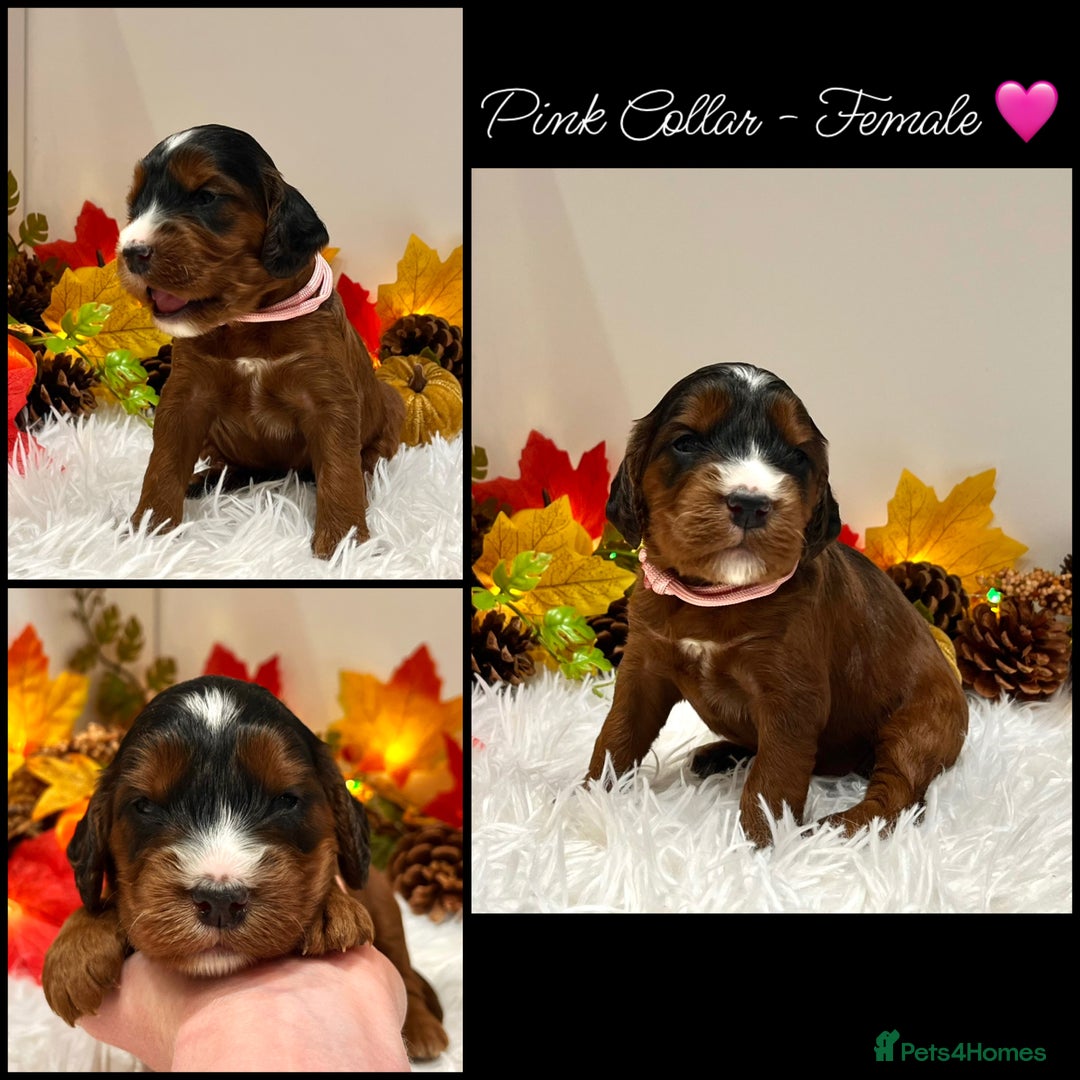Cockapoo dogs for sale: 🌟Rare Red Sable F1B Mini Cockapoo’s🌟 DNA CLEAR ✅ - Image 2